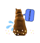 使える！柴犬小麦ちゃんスタンプ（個別スタンプ：21）