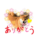 使える！柴犬小麦ちゃんスタンプ（個別スタンプ：22）
