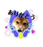 使える！柴犬小麦ちゃんスタンプ（個別スタンプ：23）