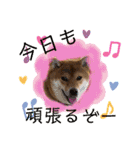 使える！柴犬小麦ちゃんスタンプ（個別スタンプ：24）