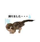ぼくわたげ。（個別スタンプ：4）
