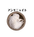 ぼくわたげ。（個別スタンプ：11）