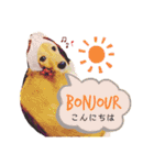 Coucou Woolong！日本語×フランス語（個別スタンプ：2）
