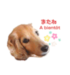 Coucou Woolong！日本語×フランス語（個別スタンプ：4）