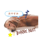 Coucou Woolong！日本語×フランス語（個別スタンプ：5）