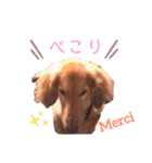 Coucou Woolong！日本語×フランス語（個別スタンプ：8）