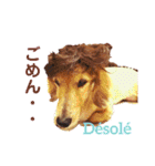 Coucou Woolong！日本語×フランス語（個別スタンプ：9）