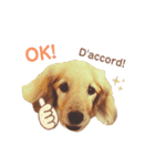 Coucou Woolong！日本語×フランス語（個別スタンプ：11）