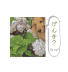 Coucou Woolong！日本語×フランス語（個別スタンプ：12）