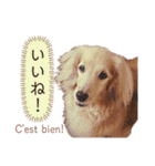 Coucou Woolong！日本語×フランス語（個別スタンプ：13）