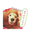 Coucou Woolong！日本語×フランス語（個別スタンプ：15）