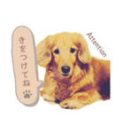 Coucou Woolong！日本語×フランス語（個別スタンプ：16）