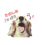 Coucou Woolong！日本語×フランス語（個別スタンプ：17）