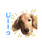 Coucou Woolong！日本語×フランス語（個別スタンプ：20）