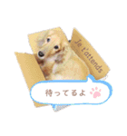 Coucou Woolong！日本語×フランス語（個別スタンプ：22）