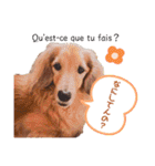 Coucou Woolong！日本語×フランス語（個別スタンプ：23）
