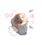 Coucou Woolong！日本語×フランス語（個別スタンプ：29）