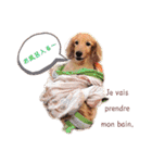 Coucou Woolong！日本語×フランス語（個別スタンプ：31）