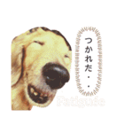 Coucou Woolong！日本語×フランス語（個別スタンプ：33）