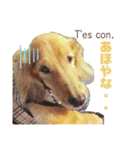 Coucou Woolong！日本語×フランス語（個別スタンプ：34）