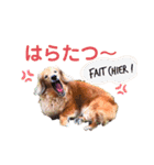 Coucou Woolong！日本語×フランス語（個別スタンプ：35）