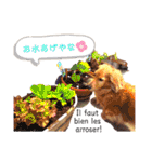 Coucou Woolong！日本語×フランス語（個別スタンプ：38）