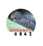 インコでささやく！（個別スタンプ：1）