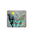 インコでささやく！（個別スタンプ：2）
