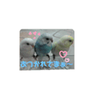インコでささやく！（個別スタンプ：3）