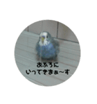 インコでささやく！（個別スタンプ：4）