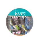インコでささやく！（個別スタンプ：5）