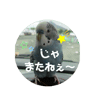 インコでささやく！（個別スタンプ：6）
