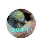 インコでささやく！（個別スタンプ：7）