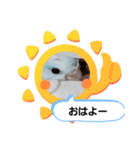 そらまめのあいさつ（個別スタンプ：1）