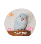 そらまめのあいさつ（個別スタンプ：2）