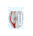 そらまめのあいさつ（個別スタンプ：3）