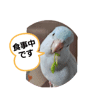 そらまめのあいさつ（個別スタンプ：7）