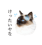 シフォンとその仲間たちの関西弁ワールド（個別スタンプ：2）