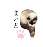 シフォンとその仲間たちの関西弁ワールド（個別スタンプ：6）