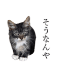 シフォンとその仲間たちの関西弁ワールド（個別スタンプ：11）