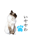 シフォンとその仲間たちの関西弁ワールド（個別スタンプ：13）