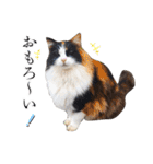 シフォンとその仲間たちの関西弁ワールド（個別スタンプ：15）