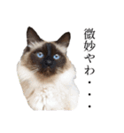 シフォンとその仲間たちの関西弁ワールド（個別スタンプ：16）