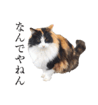 シフォンとその仲間たちの関西弁ワールド（個別スタンプ：22）