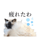 シフォンとその仲間たちの関西弁ワールド（個別スタンプ：23）