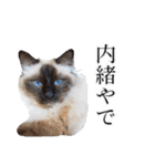 シフォンとその仲間たちの関西弁ワールド（個別スタンプ：27）