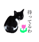 シフォンとその仲間たちの関西弁ワールド（個別スタンプ：28）
