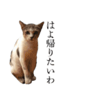 シフォンとその仲間たちの関西弁ワールド（個別スタンプ：31）