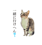 シフォンとその仲間たちの関西弁ワールド（個別スタンプ：32）