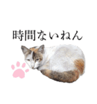 シフォンとその仲間たちの関西弁ワールド（個別スタンプ：34）